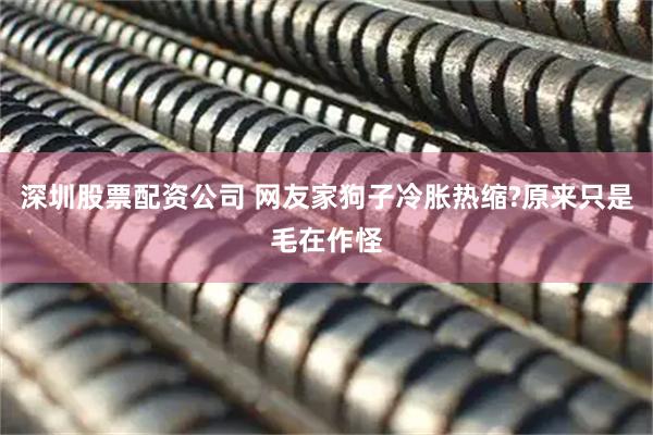 深圳股票配资公司 网友家狗子冷胀热缩?原来只是毛在作怪